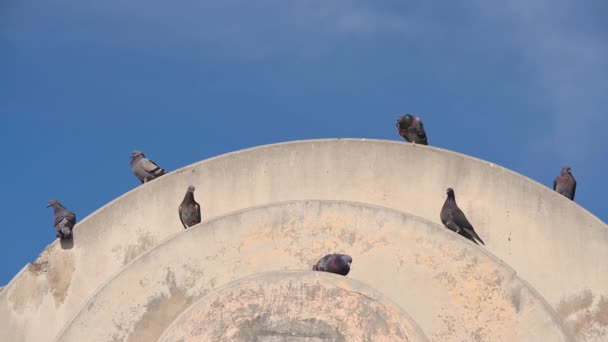 Magpie Πουλιά Οικογένεια Στέκεται Στην Κορυφή Του Στρογγυλού Κτιρίου Κατά — Αρχείο Βίντεο