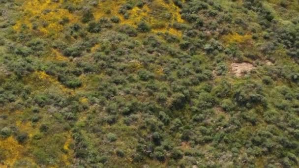 カリフォルニア スーパーブルームの間 黄色の野の花と緑の草に覆われた山頂のドローン撮影 — ストック動画