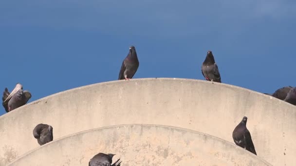 Las Aves Relajan Edificio Superior Día Cielo Azul Primaveral — Vídeos de Stock