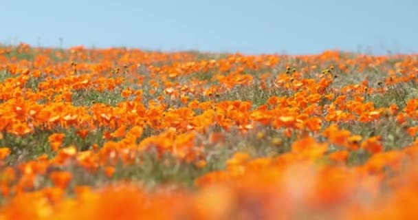 Ogromne Pole Dzikich Kwiatów Golden Poppie Wiejących Wietrze Strzał Slow — Wideo stockowe