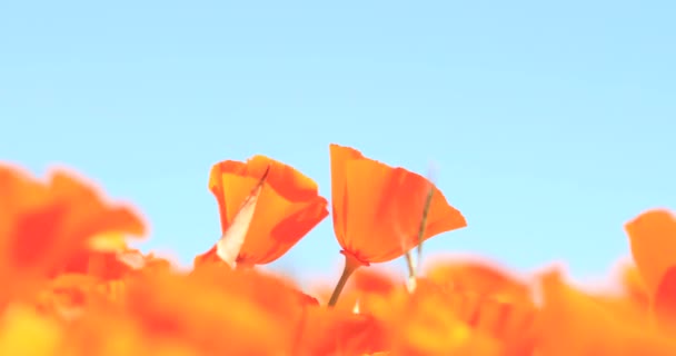 Golden Poppies Blowing Wind Two Flowers Stand Tall Isolated Mov — Stock Video