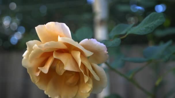 Feiner Wassernebel Wird Über Gelbe Gartenrosen Und Stängel Mit Blühenden — Stockvideo
