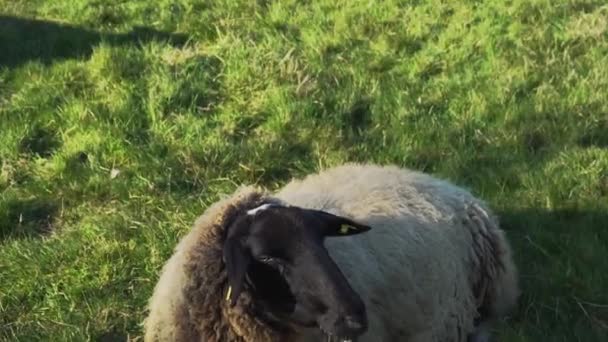 Eine Schafherde Frisst Gras — Stockvideo