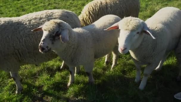 Eine Schafherde Frisst Gras Auf Einer Weide — Stockvideo