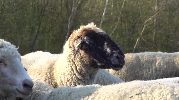 Eine Schafherde Steht Auf Einer Weide — Stockvideo
