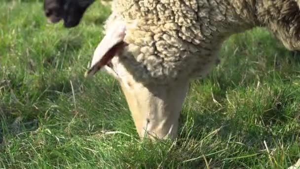 Ein Schaf Frisst Gras — Stockvideo