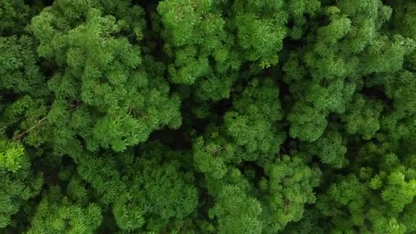 Madártávlat Egy Thaiföldi Erdőből — Stock videók
