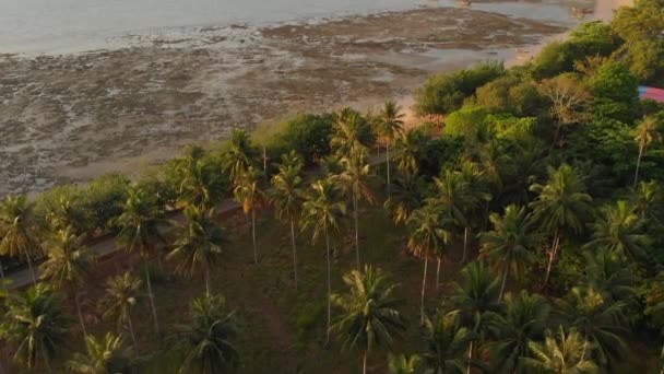 Palm Trees Forrest Morning Droneshot — Αρχείο Βίντεο