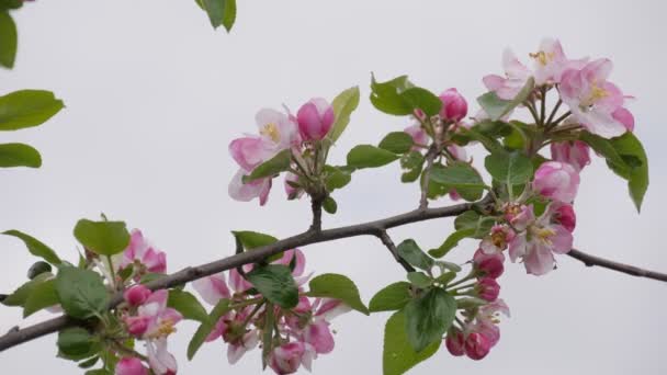 Цвіте Яблуня Яблучні Бруньки Крупним Планом Квітка Цвітіння Яблук — стокове відео