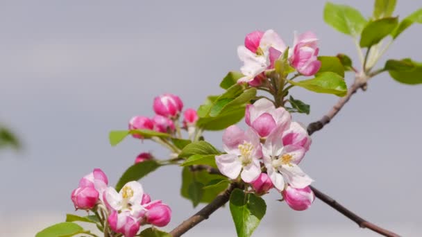 Bloeiende Appelboom Appelknoppen Van Dichtbij Appelbloesembloem — Stockvideo