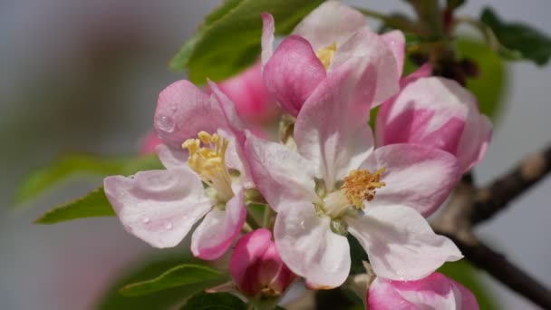 Bloeiende Appelboom Appelknoppen Van Dichtbij Appelbloesembloem — Stockvideo