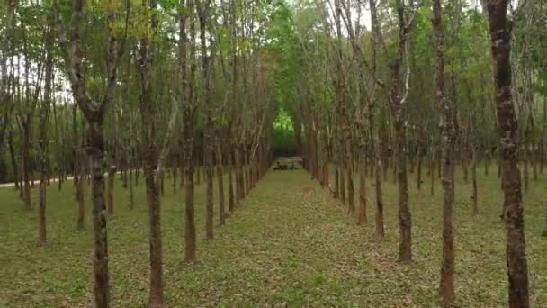 Gumowe Drzewa Tajlandii Drone Shot — Wideo stockowe