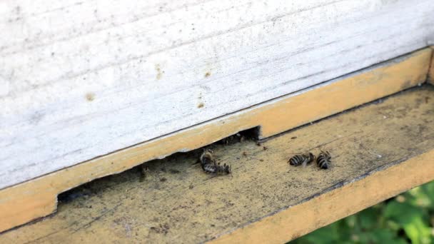 Abeilles Mortes Mourantes Dans Ruche — Video