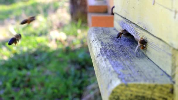 Včely Létají Dovnitř Ven Včelí — Stock video