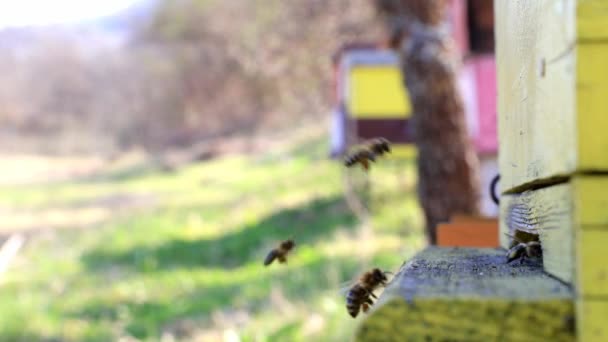 Les Abeilles Entrent Sortent Ruche — Video