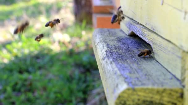 Les Abeilles Entrent Sortent Ruche Ralenti — Video