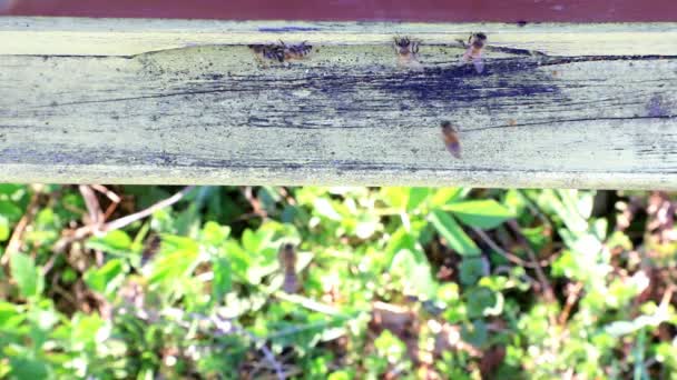 Bienen Fliegen Bienenstock Ein Und Aus — Stockvideo