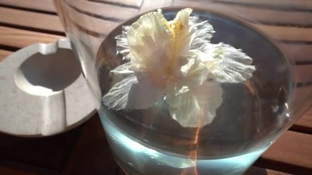 Een Ontspannen Beeld Van Een Witte Hibiscus Bloem Zwevend Water — Stockvideo