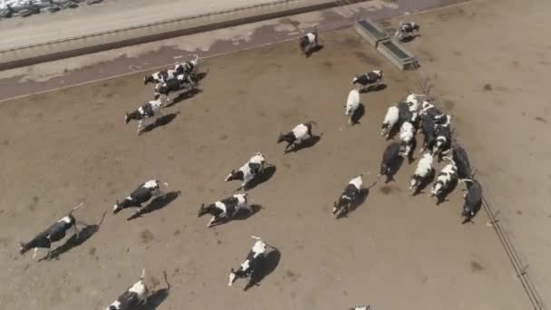 Aerial 牛の群れの低ドローン撮影 — ストック動画
