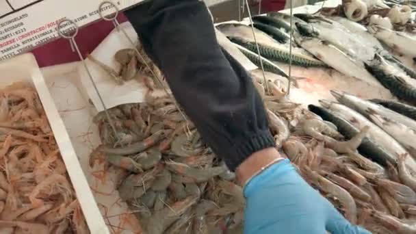 Vendedor Toma Langostinos Los Pone Hoja Papel Vendiendo Pescado Mercado — Vídeo de stock