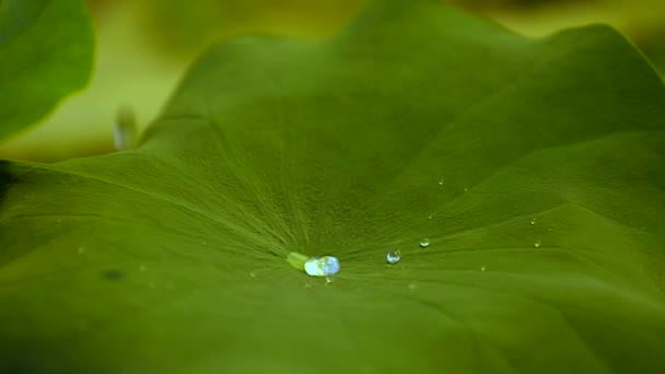 Water Drops Falling Lotus Leaf Getting Repelled Lotus Effect Getting — Stock Video