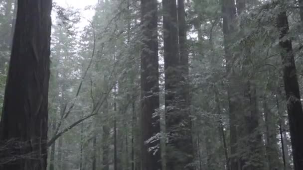 Regn Falder Californiens Kyst Redwoods Kamera Vippe Mod Toppen Træerne – Stock-video