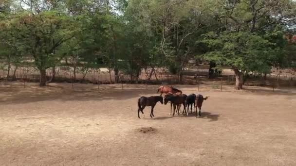 Yarışları Yarışları Yarış Atları Yarışları Hindistan Damızlık Çiftliği — Stok video