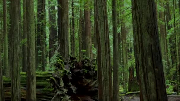 Coastal Redwood Forest Avenue Giants Northern California Camera Tilting Reveal — Stock Video