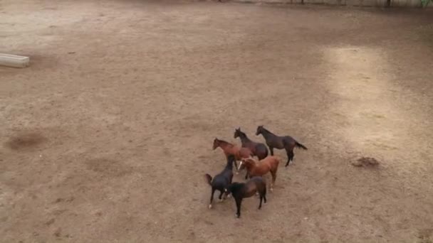 Cavalos Chalé Cavalos Corrida Chalupa Corrida Cavalos Chalupa Índia — Vídeo de Stock