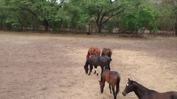 Cavalos Chalé Cavalos Corrida Chalupa Corrida Cavalos Chalupa Índia — Vídeo de Stock