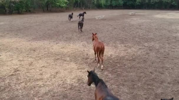 Pferde Pferderennen Rennpferde Gestüt Indien — Stockvideo