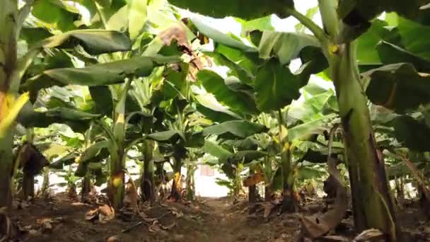 インドのバナナ農園 フルーツ狩り フルーツ情報サイトバナナの木 — ストック動画