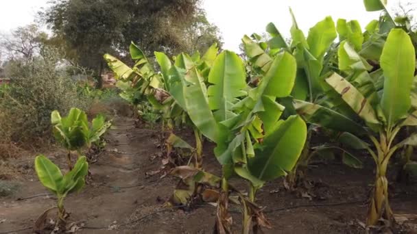 Granja Plátanos India Jalá Agricultura Frutasárbol Plátanos — Vídeos de Stock