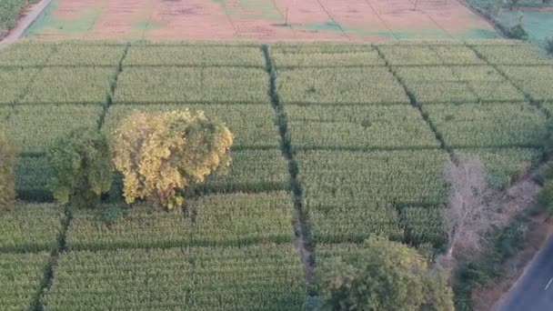 Bananenfarm Indien Obst Landwirtschaft Bananenbaum — Stockvideo