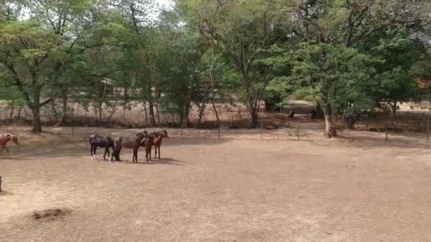 Horses Horse Racing Race Horses Stud Farm India — ストック動画