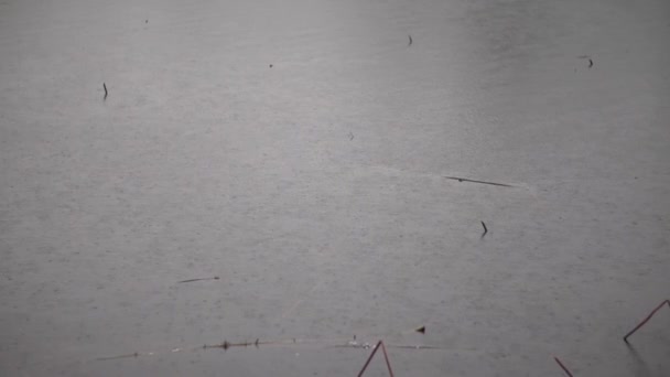 Краплі Дощу Воді Повільному Темпі — стокове відео
