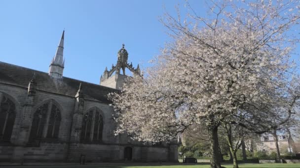 King s College kápolna cseresznyevirágzással