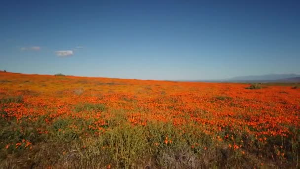 Super Květ Roku 2019 Úžasné Máky Které Kvetou Antelope Valley — Stock video