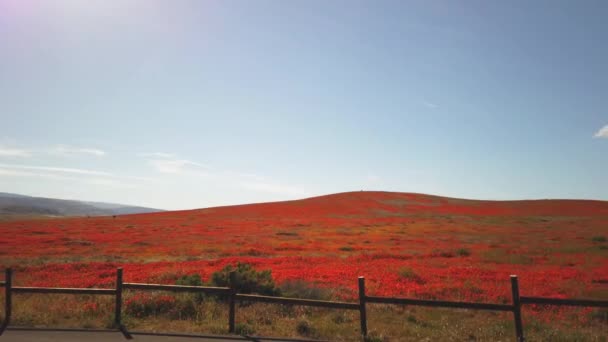 Super Květ Roku 2019 Úžasné Máky Které Kvetou Antelope Valley — Stock video