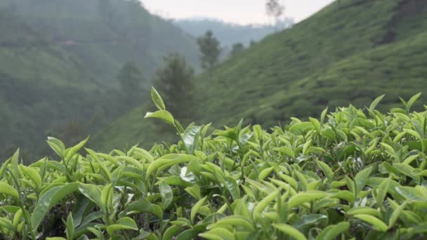 Närbild Färska Teblad Lövverk Munnar Kerala Plantage Höglandet Synpunkter Mot — Stockvideo