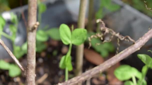 Fokus Nahaufnahme Von Frühlings Erbsenschoten Keimling Der Heimischen Garten Sprießt — Stockvideo