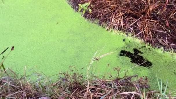 Green Algae Surface Polluted Stream Flowing Wild Bush — Stock Video