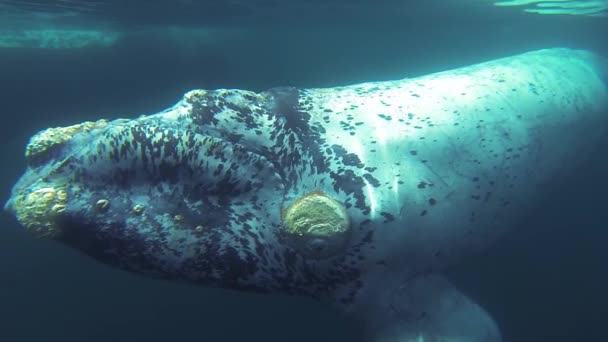 Νότια Δεξιά Φάλαινα Μοσχάρι Υποβρύχια Patagonia Argentina Υποβρύχια Πυροβολούν Αργή — Αρχείο Βίντεο