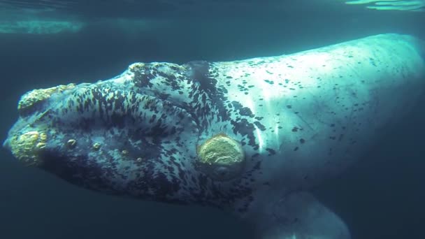 Baleia Franca Sul Withe Bezerro Subaquático Patagônia Argentina Tiro Subaquático — Vídeo de Stock