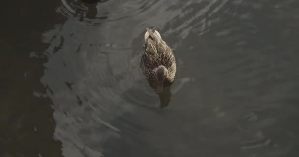 Plan Grand Angle Canard Colvert Dans Une Rivière — Video