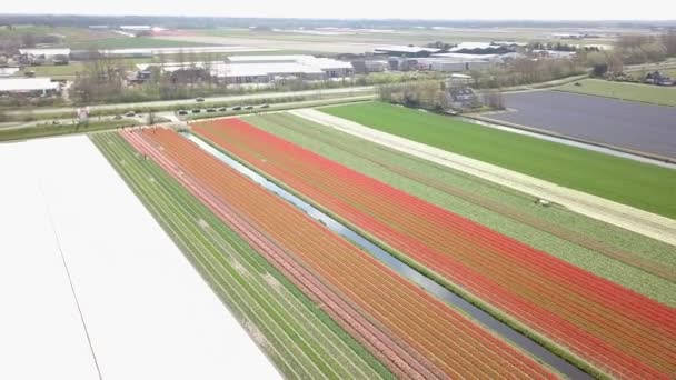 Vliegen Recht Pan Naar Beneden Naar Verbazingwekkende Tulp Velden — Stockvideo