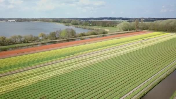Latające Prosto Przez Pola Tulipanów Holandii — Wideo stockowe