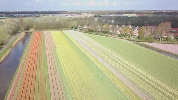 Volar Directamente Sobre Campo Tulipán — Vídeo de stock