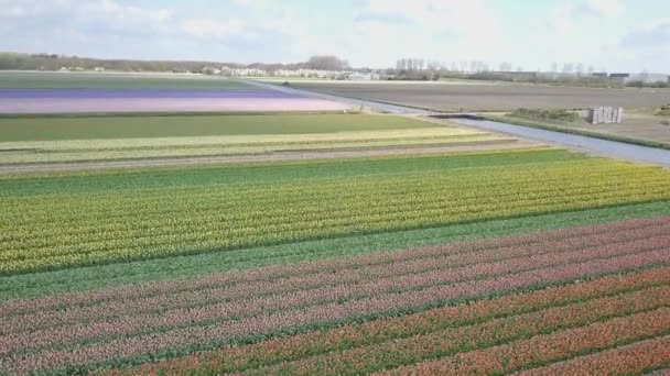 Vuela Desde Centro Del Campo Tulipanes — Vídeo de stock