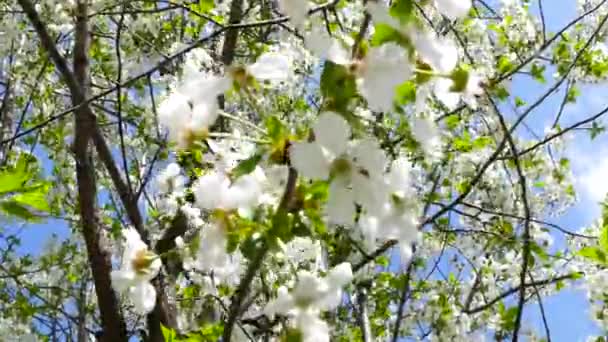 Blooming Cherry Trees Background Sky Sun Passes Branches Spring Mood — Αρχείο Βίντεο